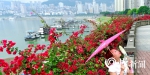 多图预警！万州滨江沿岸三角梅怒放，引大批游客观赏 - 重庆晨网
