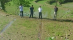 涪陵区：水稻直播长势良好 - 农业机械化信息