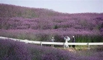 大重庆这些地方的紫色花海让人心醉，分分钟假装在普罗旺斯发朋友圈 - 重庆晨网