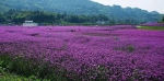 大重庆这些地方的紫色花海让人心醉，分分钟假装在普罗旺斯发朋友圈 - 重庆晨网
