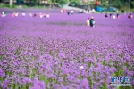 紫色马鞭草勾勒浪漫田园风光 - 重庆晨网