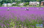紫色马鞭草勾勒浪漫田园风光 - 重庆晨网