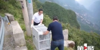 重返大自然！国家一级保护动物金雕被救助后放生 - 重庆晨网
