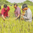 重庆稻种+重庆技术 孟加拉110万亩水稻增产12.5万吨 - 重庆晨网