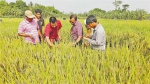 重庆稻种+重庆技术 孟加拉110万亩水稻增产12.5万吨 - 重庆晨网