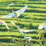 　　6月2日，丰都县十直镇上坝村，一群白鹭在竹林嬉戏。上坝村位于三条河流交汇处，该村加强环境整治，使水清岸绿，大量鸟类在此栖息，其中白鹭有上千只。通讯员 陈勇 摄 - 重庆新闻网