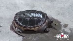 这只乌龟长了一条鳄鱼尾巴 原来它的身份不一般 - 重庆晨网