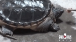 这只乌龟长了一条鳄鱼尾巴 原来它的身份不一般 - 重庆晨网