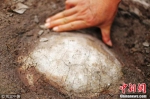 重庆綦江发现1.5亿年前蛇颈龟化石 保存完好 - 重庆晨网