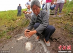 重庆綦江发现1.5亿年前蛇颈龟化石 保存完好 - 重庆晨网