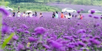 紫色风光 - 重庆新闻网