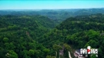 潼南设立重庆首个楠木生态公园，最大一棵金丝楠树龄300年 - 重庆晨网