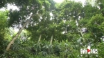 潼南设立重庆首个楠木生态公园，最大一棵金丝楠树龄300年 - 重庆晨网