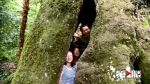 黔江千年红豆树枝繁叶茂，树洞可容纳10个成年人 - 重庆晨网