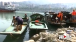 禁渔期明天结束 天然水域恢复合法捕鱼 - 重庆晨网
