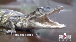 重庆主城长江又双叒叕发现鳄鱼 张着嘴巴有点凶 - 重庆晨网