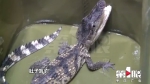 重庆主城长江又双叒叕发现鳄鱼 张着嘴巴有点凶 - 重庆晨网