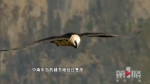 “大金鹰”旁真的有猛禽，五月每天千只凤头蜂鹰掠过 - 重庆晨网