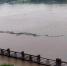 合川太和镇洪水导致350余户居民被淹 受灾人口达5770人 - 重庆晨网