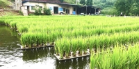 　　杜宜平稻鱼共生的种养模式促进了绿色田园行动。记者 彭瑜 摄 - 重庆新闻网