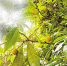 江津四面山发现“川柿”等20多种珍稀植物 - 重庆晨网