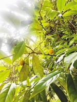 江津四面山发现“川柿”等20多种珍稀植物 - 重庆晨网