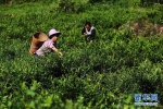 重庆黔江：藤蔓长成致富茶 - 新华网