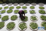 重庆黔江：藤蔓长成致富茶 - 新华网