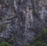 奇！山中石崖现巨型“老鼠” - 重庆晨网