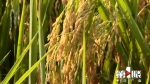 每亩增产300斤 袁隆平公司的抗高温水稻新品在重庆试种成功 - 重庆晨网