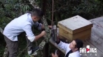 城口上演现实版“熊出没” 监控拍下“熊大”偷蜂蜜全过程 - 重庆晨网