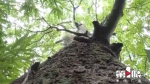 罕见！大足九龟山发现九棵千年红豆树，男女老少齐聚树下捡红豆 - 重庆晨网