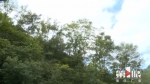 2000亩野生红豆杉惊现山村 树龄最大150年 村民竟多年不知 - 重庆晨网