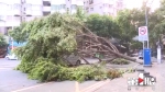九级大风在巫山吹了近20分钟 八棵行道树被连根吹起 - 重庆晨网