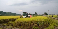 潼南区：水稻机收工作全面展开 - 农业机械化信息