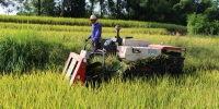 万州区：水稻收获拉开大幕  联合收割机唱主角 - 农业机械化信息