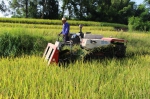 万州区：水稻收获拉开大幕  联合收割机唱主角 - 农业机械化信息