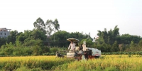 图为收割机正在忙着收割水稻 - 农业机械化信息