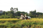 图为收割机正在忙着收割水稻 - 农业机械化信息