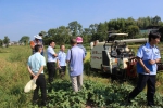 开州区：副区长田水松检查水稻机收和农机安全工作 - 农业机械化信息