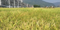 奉节县：水稻机收在甲高镇开镰 - 农业机械化信息