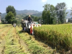 奉节县：水稻机收在甲高镇开镰 - 农业机械化信息