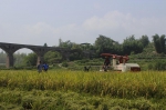 永川区：水稻机收工作安全平稳已近尾声 - 农业机械化信息