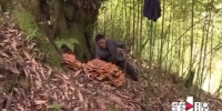 南川村民发现巨型“蘑菇”：直径一米二，超二十斤 - 重庆晨网