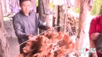南川村民发现巨型“蘑菇”：直径一米二，超二十斤 - 重庆晨网