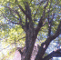 稀奇！百年核桃树上长出黄葛树 每年产果达200斤 - 重庆晨网