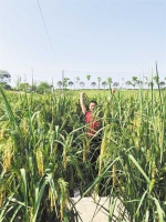 巨型稻在重庆首次试种成功 平均株高2米、亩产超800公斤 - 重庆新闻网