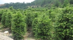 千亩红豆杉“转型”推动生态振兴 - 扶贫办