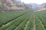 千亩红豆杉“转型”推动生态振兴 - 扶贫办