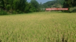 涪陵区：农机农艺深度融合是水稻直播成功的重要环节 - 农业机械化信息